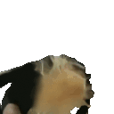 DCJiuHeadbang