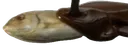 lefish lefish