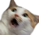 catshocked catshocked