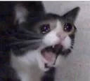cattoscream