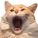 Knut Knut