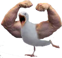 birg