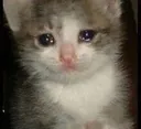 Sad_Crying_Neko Sad_Crying_Neko