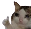 sadcatthumbsup