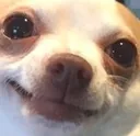 MISCdog_butwhy