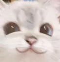 owo