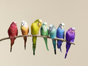 rainbowbudgies Discord emoji