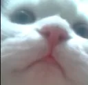 kthecat Discord Emoji