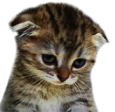 ss_z_Jindagi_Zhand Discord emoji