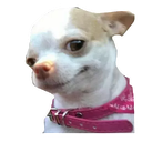ss_Tharki_Kutta Discord emoji