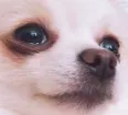 temmieinside