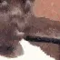 wobble