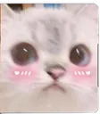 kawaii_catto Discord Emoji