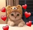 wholesomecat
