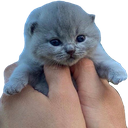 ch_holdbebby Discord emoji