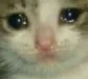 sadcat1