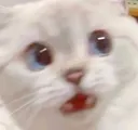 nanithefk