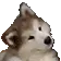 Confused_Dog