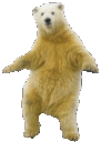 PolarBearDance