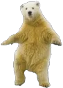 PolarBearDance