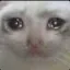 SadCat