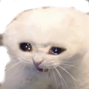 sadcat Discord emoji