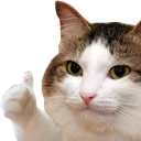 Ok Cat Discord Emoji