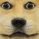 doge