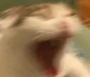CatAAAAAAAA Discord Emoji