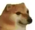 gotojale gotojale