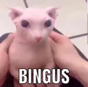 bingus