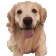 doggoLeave