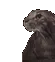 CatShower