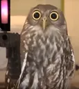 Owlwithgun
