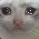 sadcat sadcat