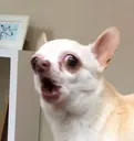 screamingdoggo