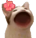 tlamCatBop
