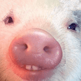 oink Discord emoji