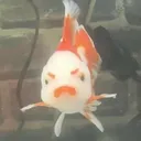 orngwfish