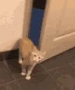 catleaves