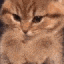 tg_151 Discord emoji