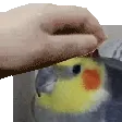 PETTHEKUS
