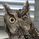 owlWHAT Discord emoji