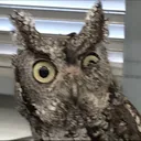 owlWHAT
