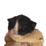 igorjr Discord emoji