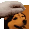 dog_fluffy