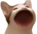 bopcat Discord emoji
