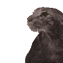 ___