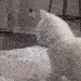 catwerk