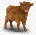 highlandcow